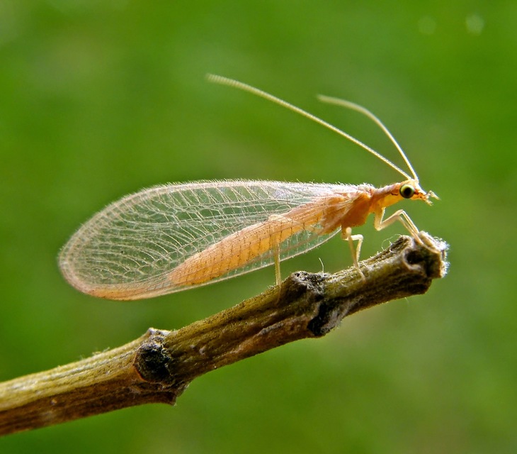 Chrysopidae - zöldfátyolkák Chrysopidae - zöldfátyolkák