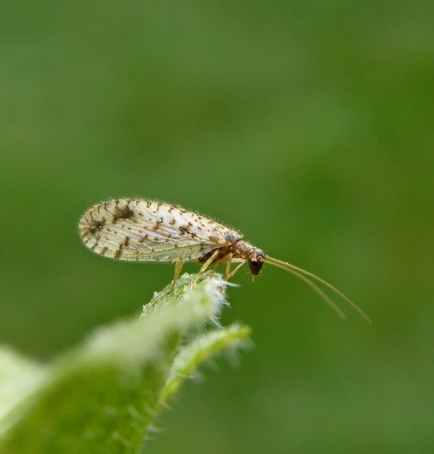 Neuroptera - Recésszárnyúak Neuroptera - Recésszárnyúak