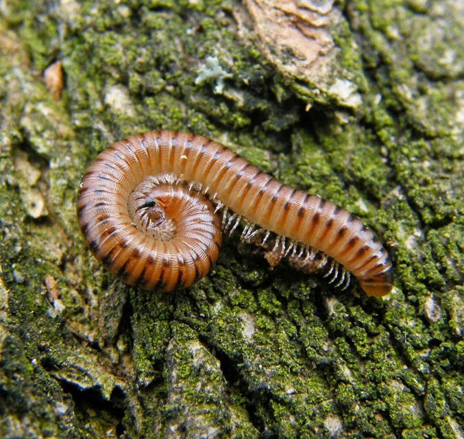 Diplopoda - Ikerszelvényesek