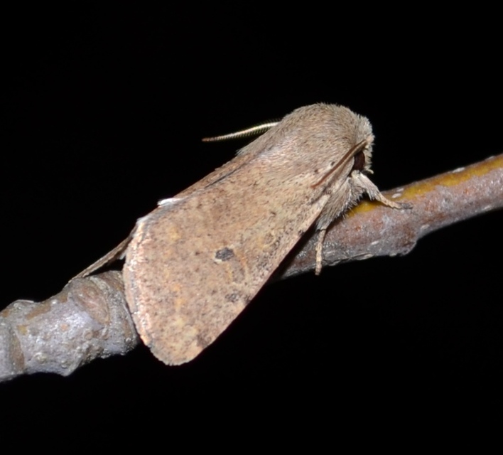 Orthosia cruda - kis barkabagoly