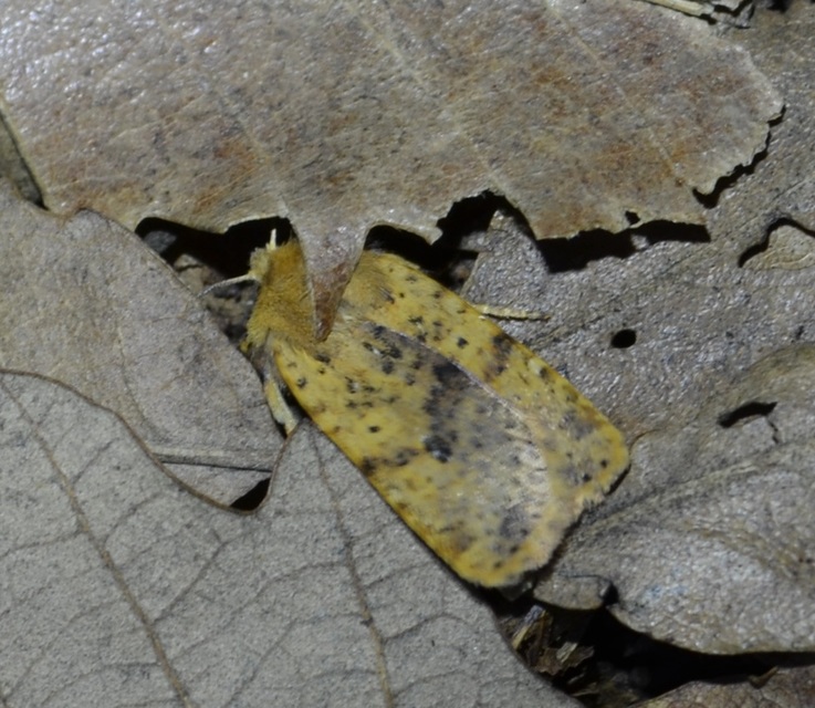 Conistra rubiginea - vörös őszibagoly