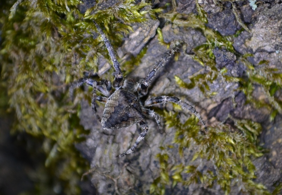 Araneus angulatus - vállas keresztespók