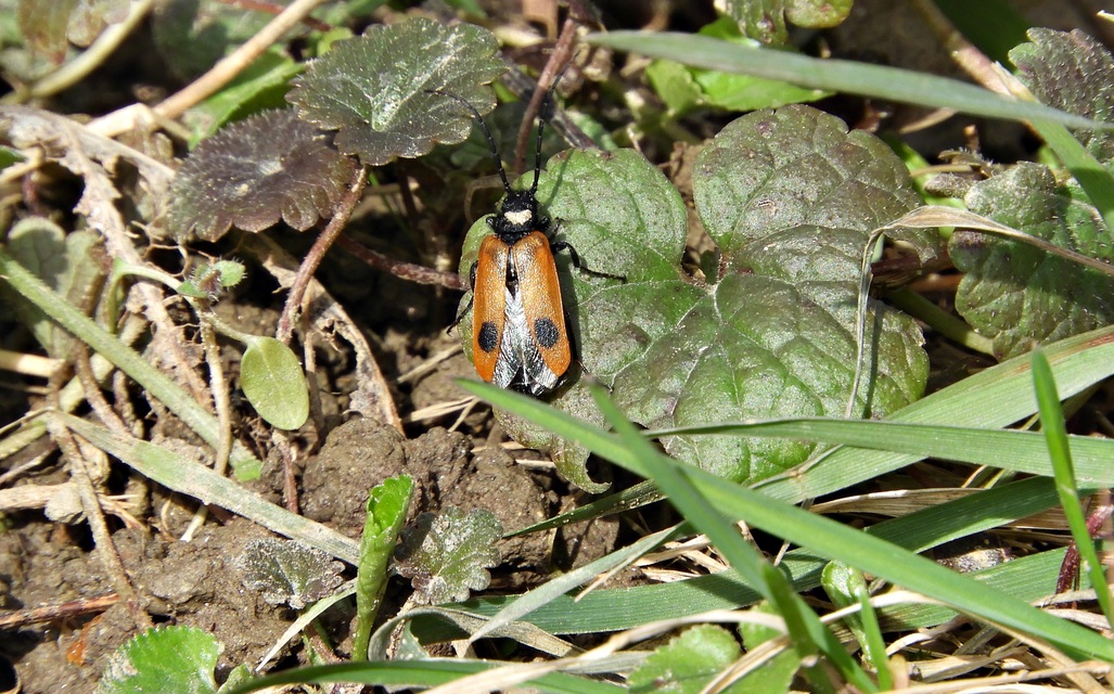 Apalus bimaculatus - kétfoltos élősdibogár