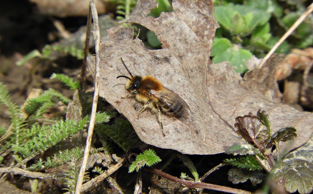 Apidae - méhfélék