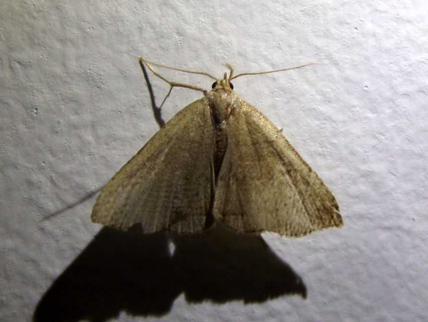 Herminia tarsicrinalis - szőröslábú karcsúbagoly