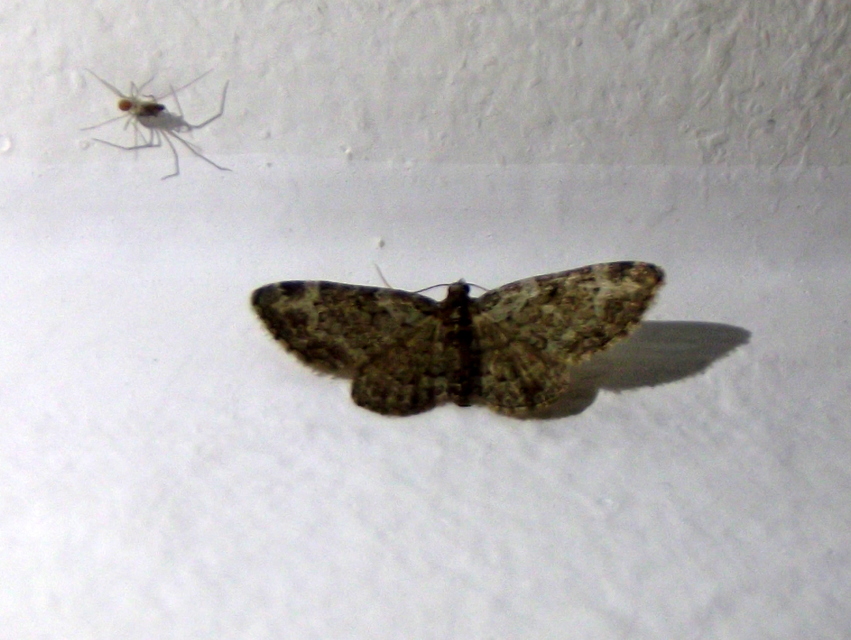 Pasiphila rectangulata - almavirág-araszoló