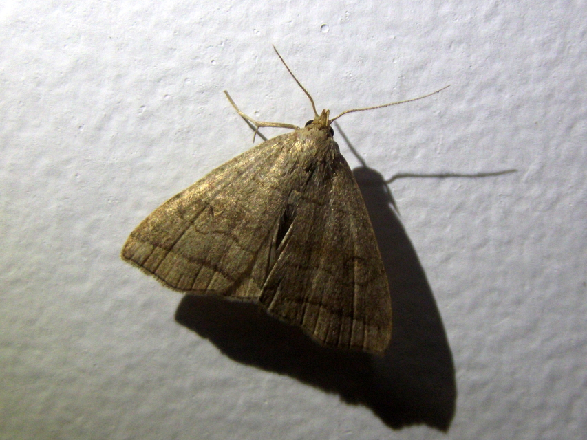 Herminia tarsicrinalis - szőröslábú karcsúbagoly