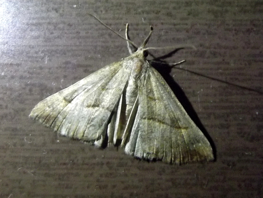 Hypena proboscidalis - ormányos karcsúbagoly