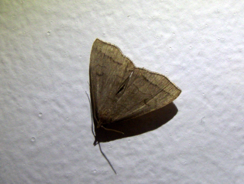 Herminia grisealis - ligeti karcsúbagoly