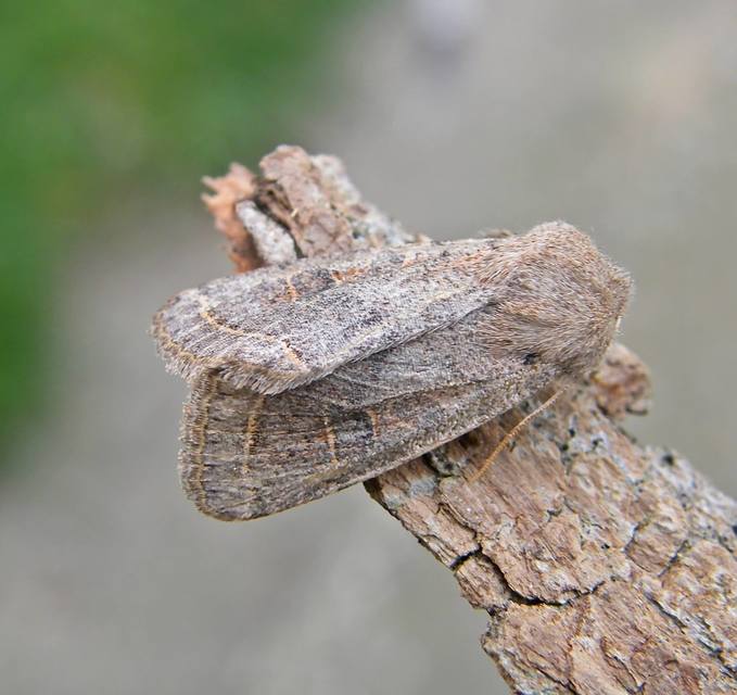 Orthosia cerasi - közepes barkabagoly