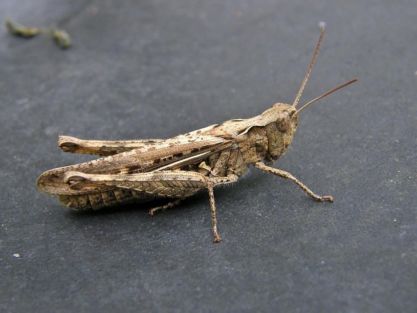 Chorthippus (Glyptobothrus) (subgenus)