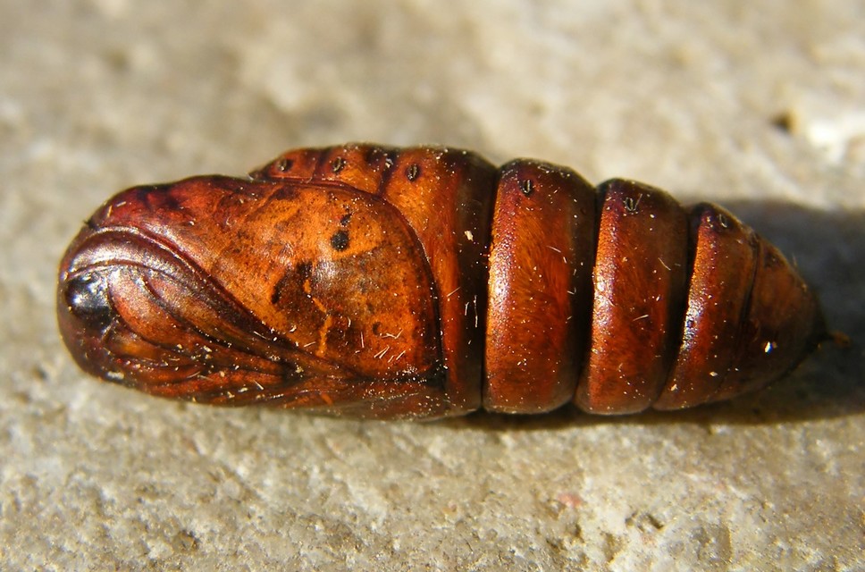 Clostera anachoreta - tarka levélszövő
