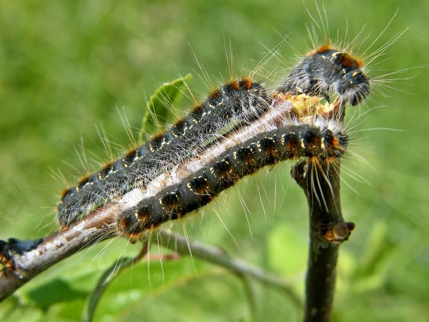 Eriogaster lanestris - tavaszi gyapjasszövő