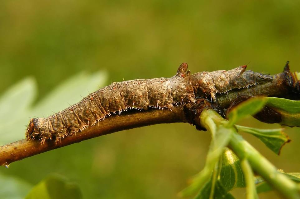 Catocala hymenaea - kökény-övesbagoly