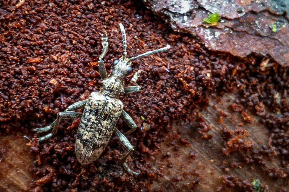 Rhagium inquisitor - fenyves-tövisescincér