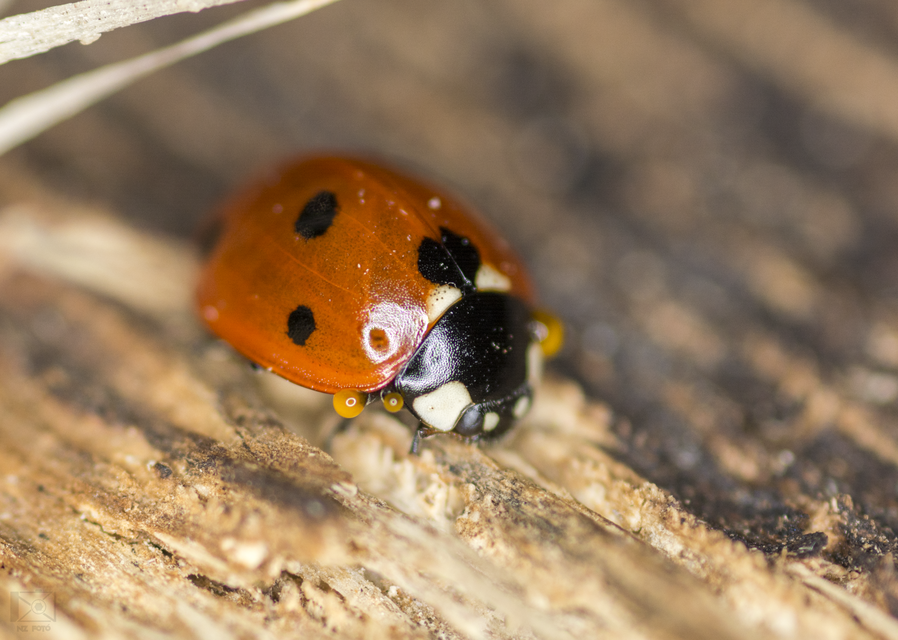 Coccinella septempunctata - hétpettyes katica