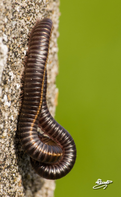 Diplopoda - Ikerszelvényesek
