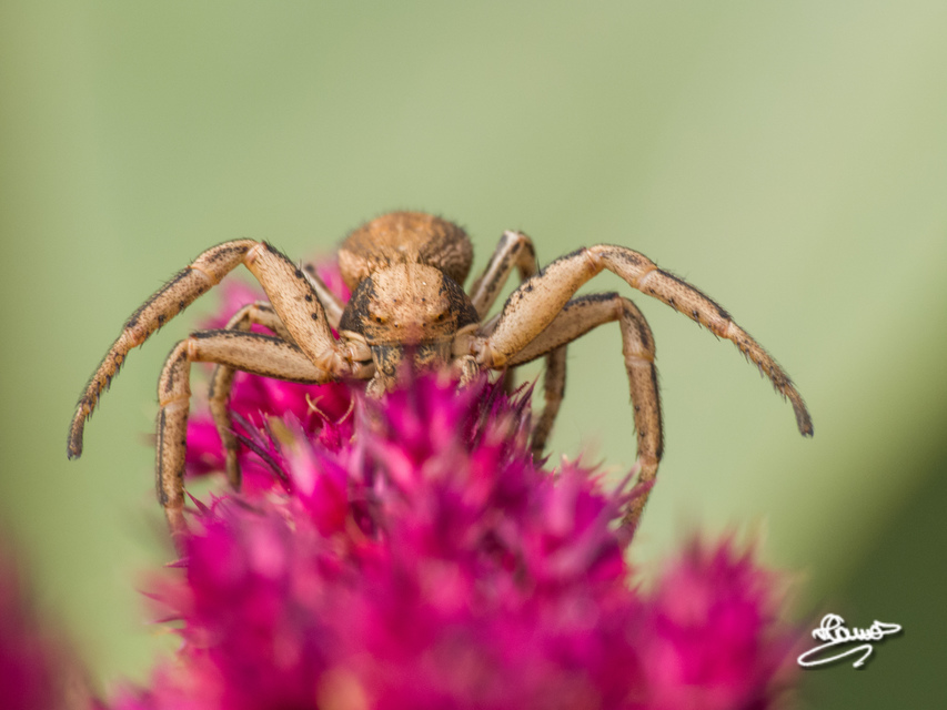 Xysticus