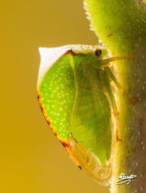 Stictocephala bisonia - bivalykabóca