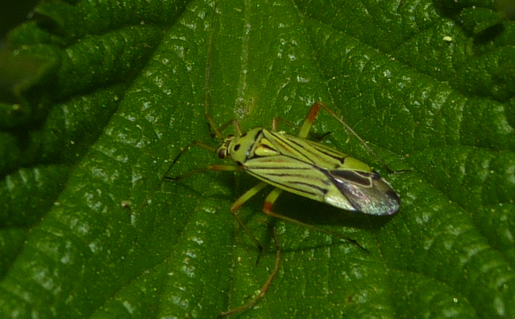 Mermitelocerus schmidtii