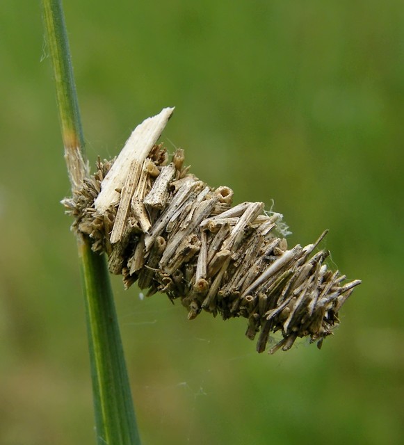 Psychidae - csőzsákos-molyfélék