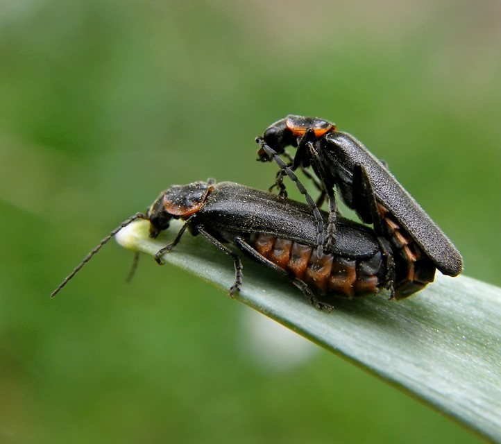 Cantharidae - lágybogárfélék