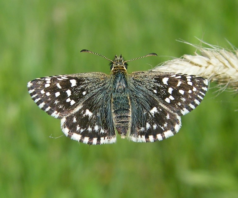 Pyrgus malvae - kis busalepke