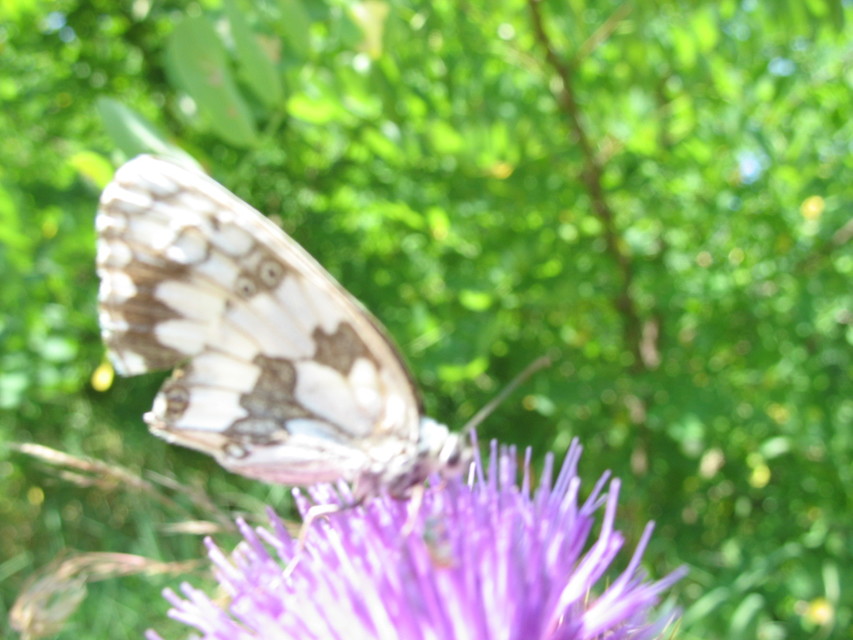 Melanargia galathea - sakktáblalepke