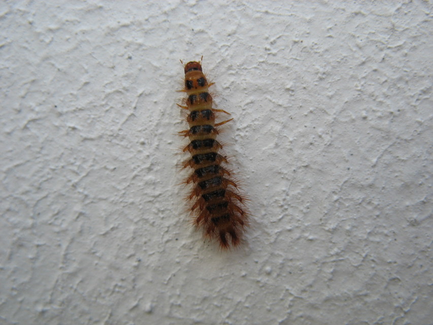 Drilus concolor - fekete csigabogár