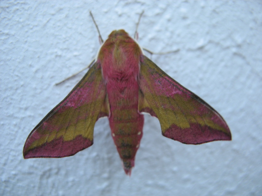 Deilephila porcellus - piros szender