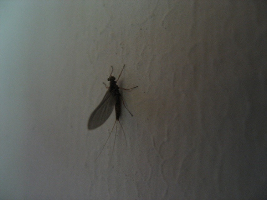 Ephemeroptera - Kérészek