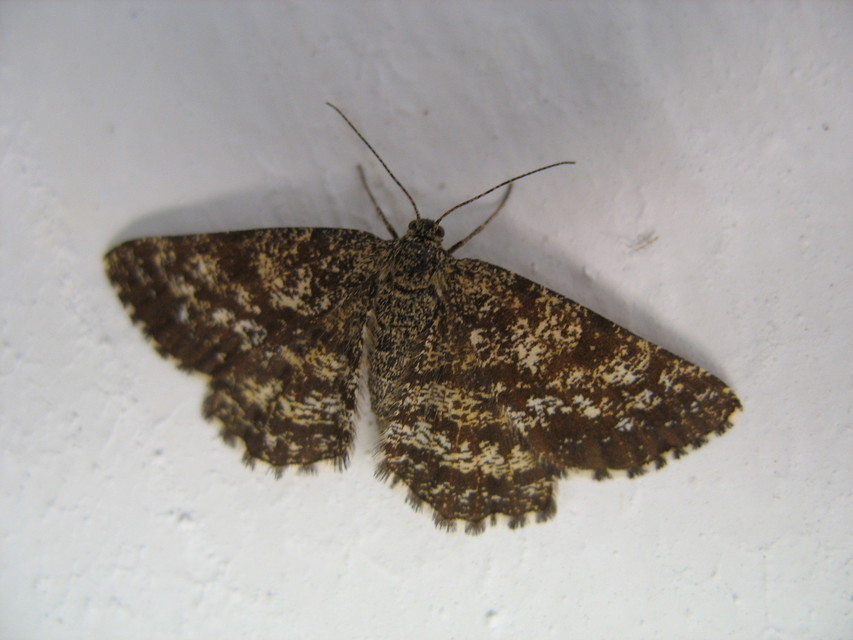Ematurga atomaria - barna rétiaraszoló