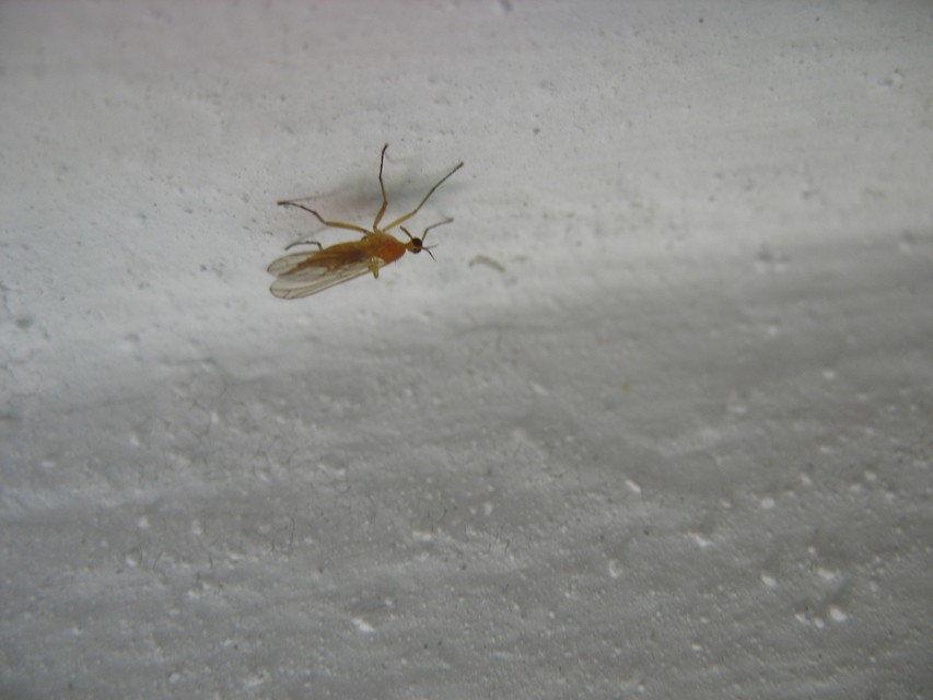 Empis