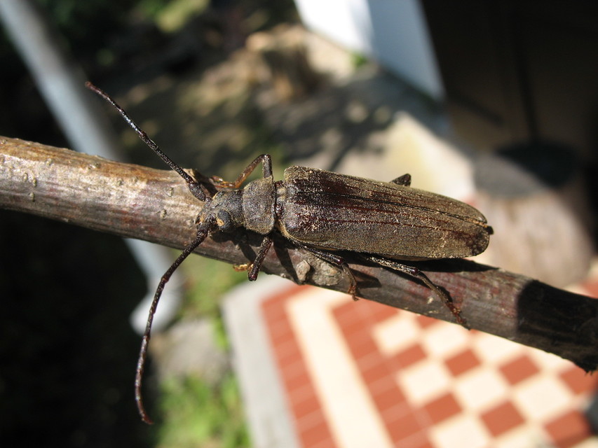 Aegosoma scabricorne - diófacincér