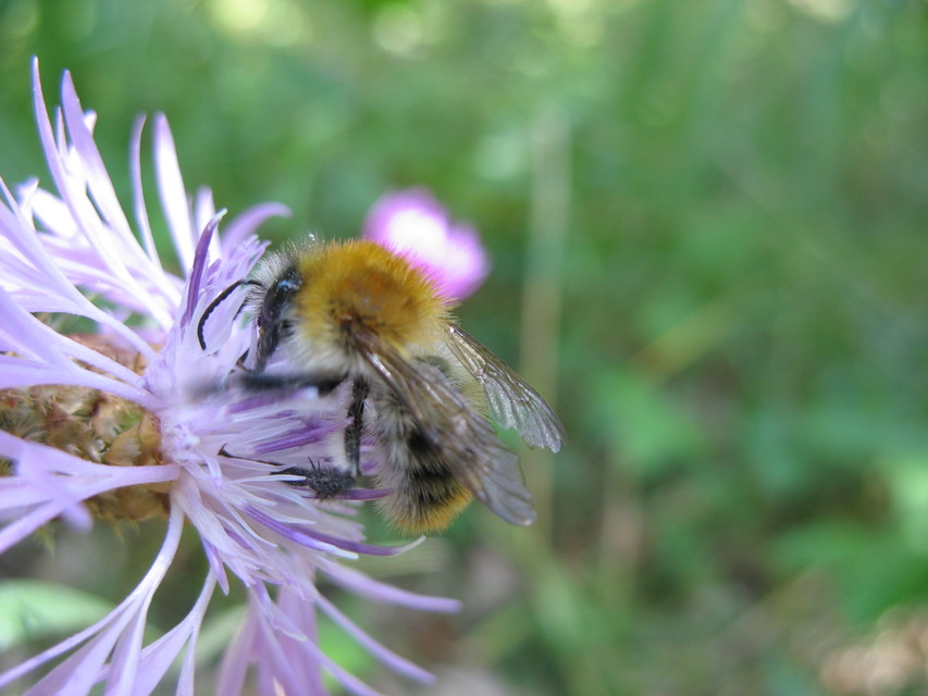 Bombus pascuorum - mezei poszméh