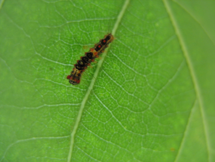 Orgyia antiqua - rozsdabarna kisszövő