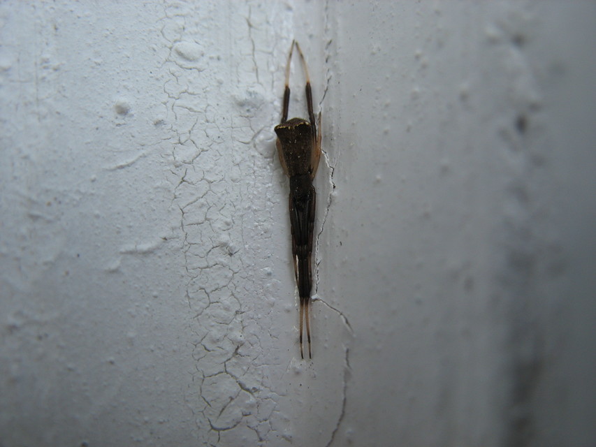 Episinus truncatus - csonka törpepók
