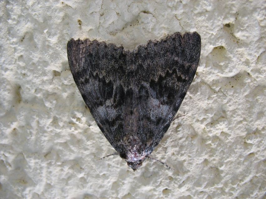 Catocala elocata - közönséges övesbagoly