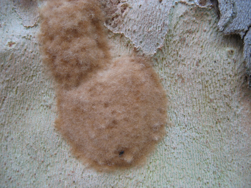 Lymantria dispar - gyapjaslepke