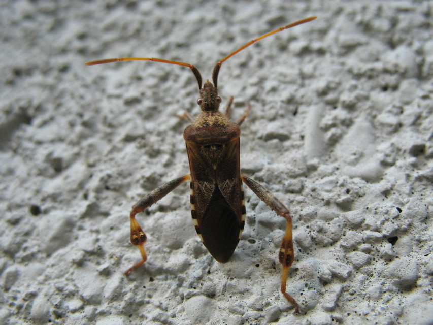 Leptoglossus occidentalis - nyugati levéllábú poloska