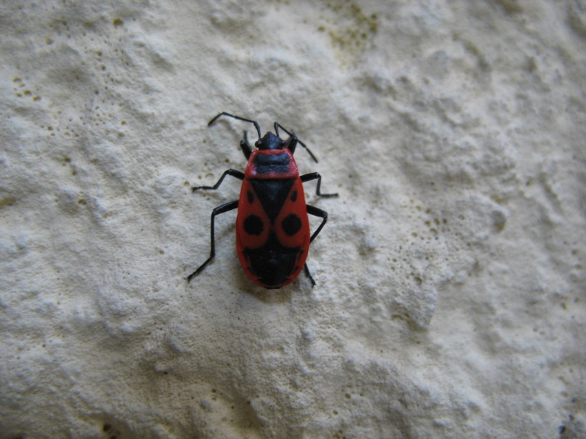 Pyrrhocoris apterus - verőköltő poloska
