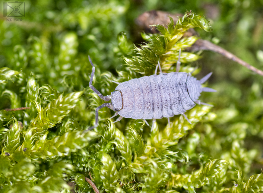Porcellionides pruinosus - hamvas ászka Porcellionides pruinosus - hamvas ászka