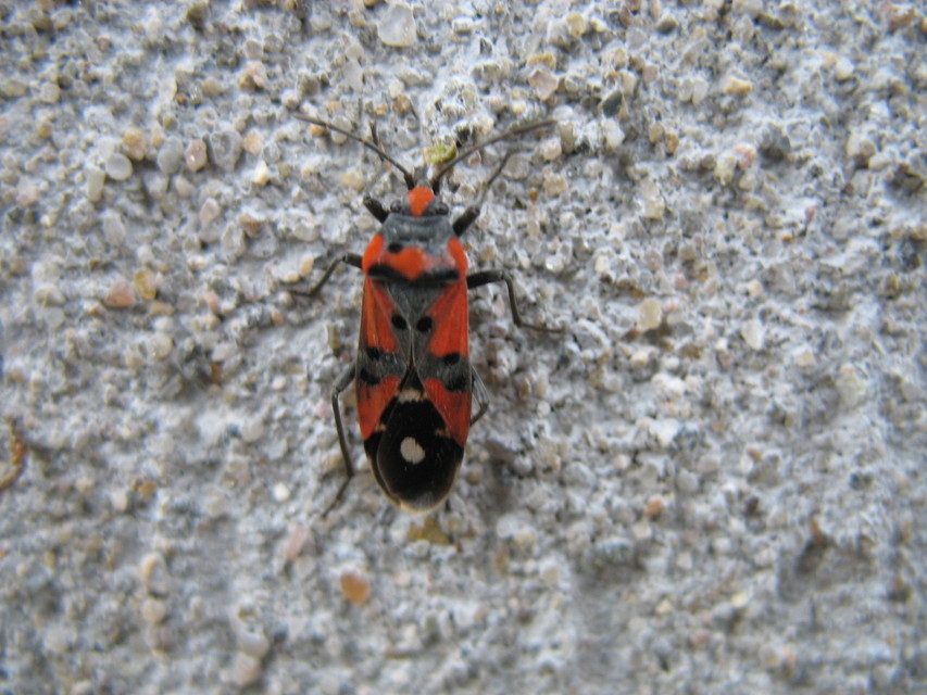 Lygaeus equestris/simulans