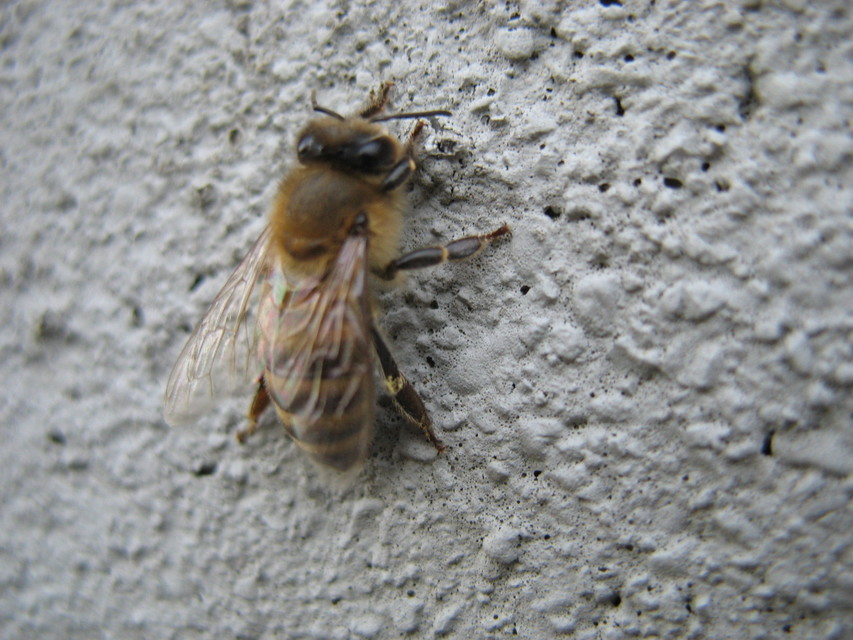 Apis mellifera - háziméh