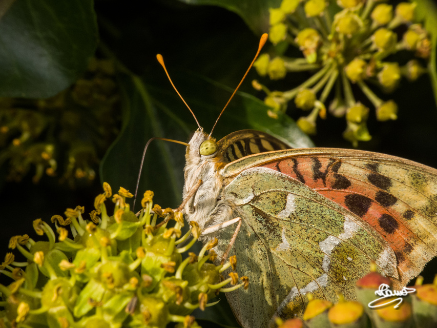 Argynnis pandora - zöldes gyöngyházlepke
