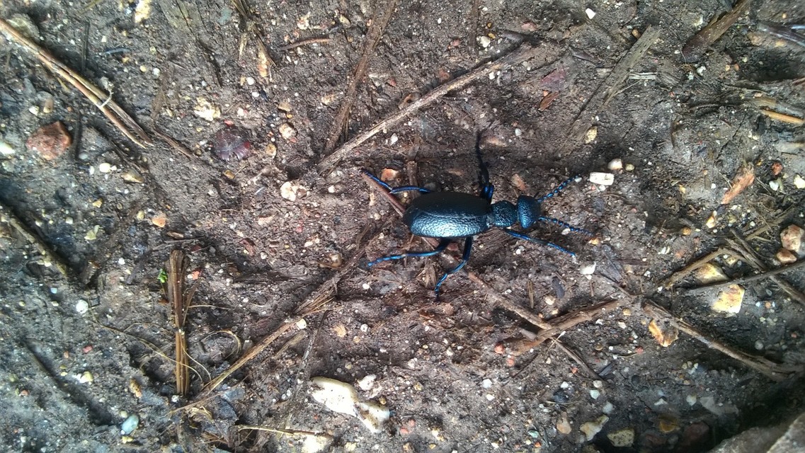 Meloe proscarabaeus - közönséges nünüke