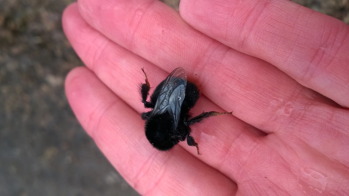 Bombus lapidarius - kövi poszméh