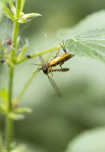 Dioctria linearis - karcsú héjalégy