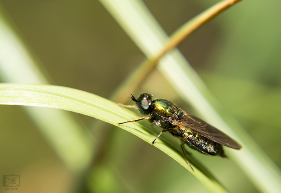 Chloromyia formosa - közönséges fémeslégy