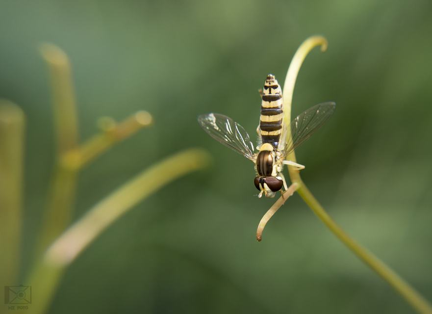 Sphaerophoria